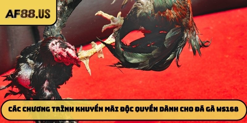Các chương trình khuyến mãi độc quyền dành cho đá gà WS168