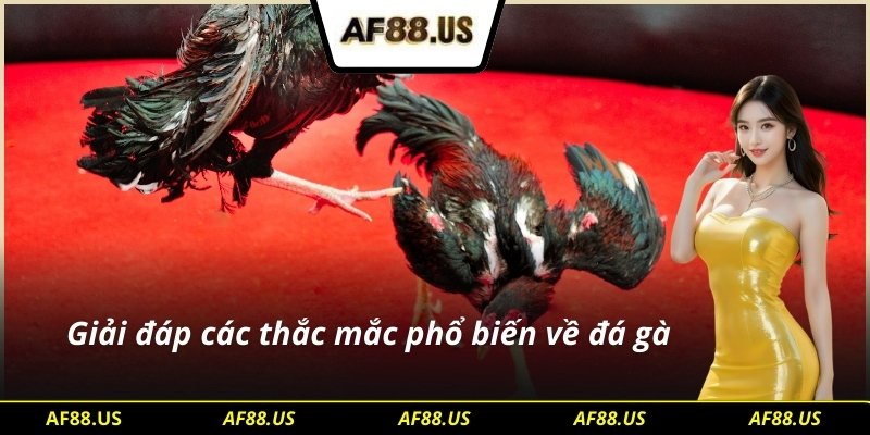 Giải đáp tất các thắc mắc phổ biến nhất về đá gà SV128