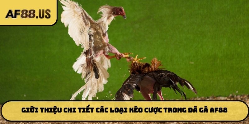 Giới thiệu chi tiết các loại kèo cược trong đá gà AF88