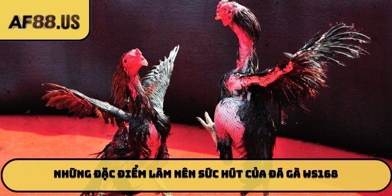 Những đặc điểm làm nên sức hút của đá gà WS168