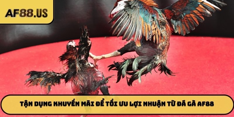 Tận dụng khuyến mãi để tối ưu lợi nhuận từ đá gà AF88