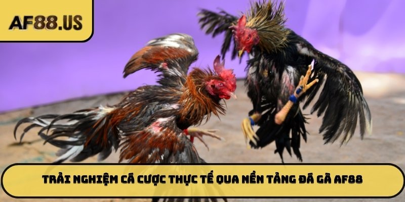 Trải nghiệm cá cược thực tế qua nền tảng đá gà AF88