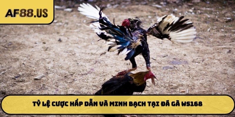 Tỷ lệ cược hấp dẫn và minh bạch tại đá gà WS168
